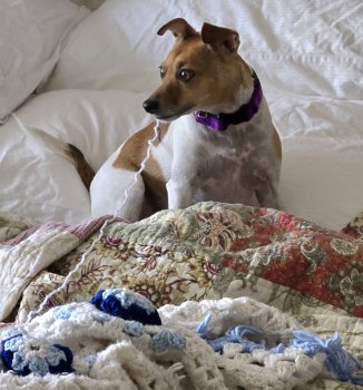 Callie afghan modification.jpg