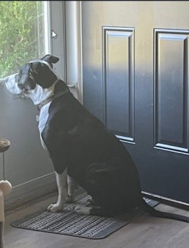 bella.jpg